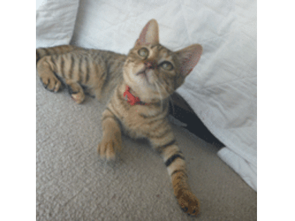 キャビアちゃん（船橋市）