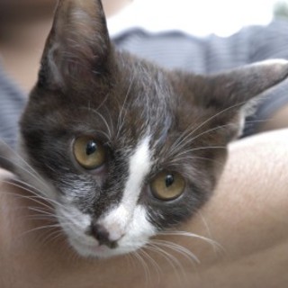 白チョコちゃん