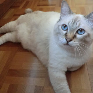 おっとりおばあちゃん猫です。