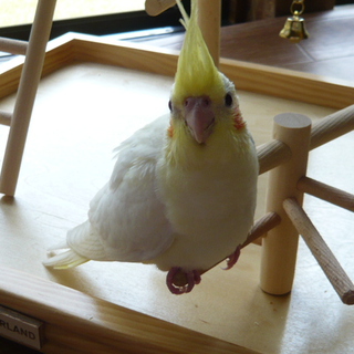 オカメインコ里親募集