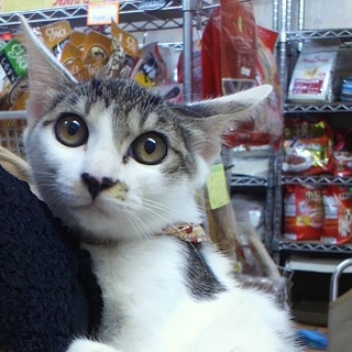 生後4か月メス里親募集