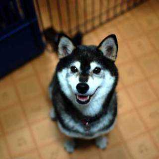 里親さん決まりました。黒柴の女の子、推定6歳　ご家族募集