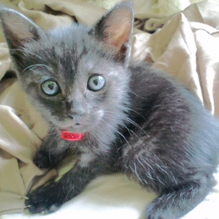 かわいい元気な女の子です