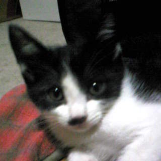 子猫(♂)３兄弟：ﾊﾁﾜﾚ&amp;斑　里親さん急募！