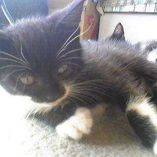 子猫(♂)３兄弟：ﾏｽｸ&amp;ﾎﾜｲﾄｿｯｸｽもどき　里親さん急募！