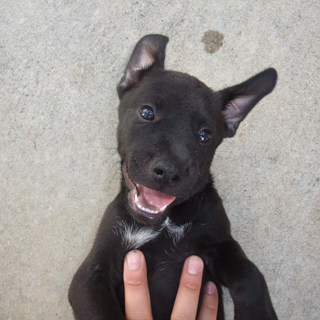 可愛くて人懐っこい子犬の里親募集！！