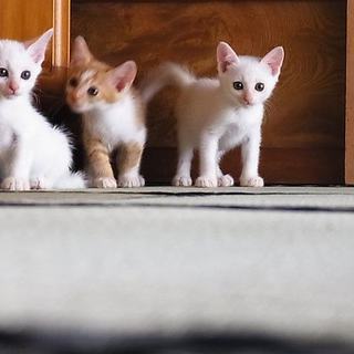 関東　生後２ヶ月程度の仔猫　白ネコ・茶トラ　里親さん募集しています。