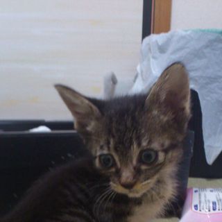 子猫二匹の里親募集中☆