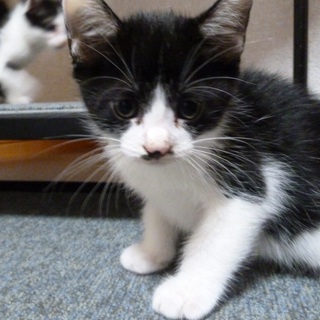 3か月子猫三匹里親募集『交渉中』