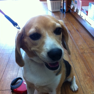 小柄ビーグル里親募集