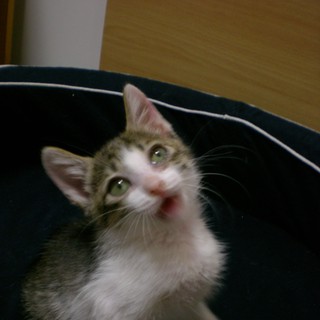 あなたの家族にしてください