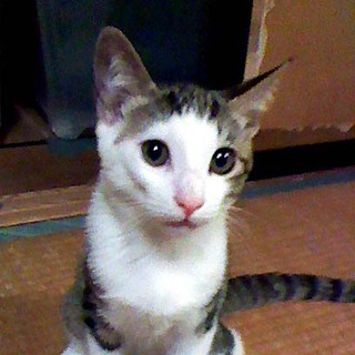 ちょっとオマヌなやんちゃ坊主