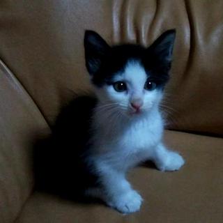 里親募集です。