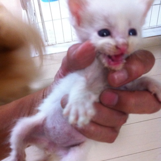 子猫の里親を捜してます。