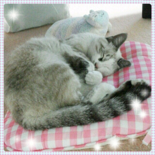 【滋賀】１～3歳の女の子の里親様を募集しています！