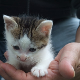 子猫の里親になってください
