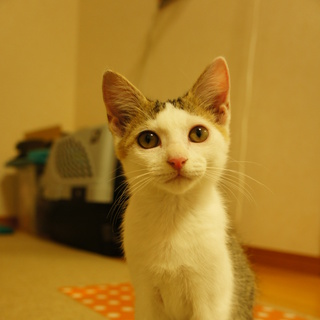 雄の子猫（キジ白）の里親さん募集