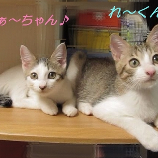 ふぁーちゃん　「お転婆さん」の里親さん募集