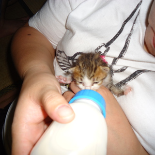 かわいい子猫ちゃんたちです！