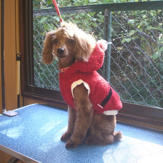 トイ・プードル女の子りんちゃんの里親募集します