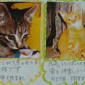 仔猫2匹（兄弟オスメス）