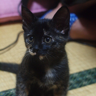 約2か月・♀・黒多めのサビ・佐賀もしくは福岡県内