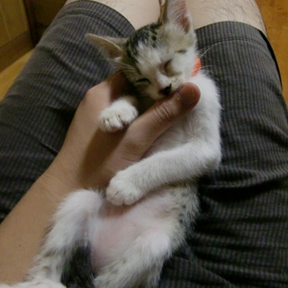 子猫メス2匹います♪人なつっこいです♪