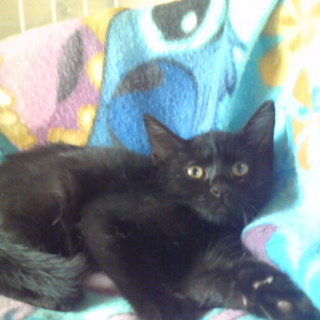 里親さんになってください