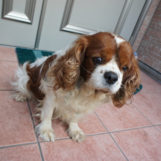 ありがとうございました