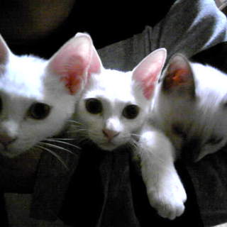 子猫の里親様募集