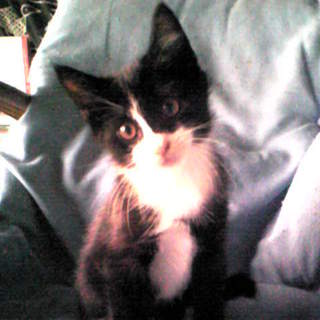 子猫(♂）３兄弟：ﾊﾁﾜﾚ&amp;ﾎﾜｲﾄｿｯｸｽ　里親さん急募！