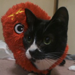 即急で里親様募集です