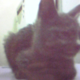 一ヵ月半の牡・・