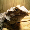 フトアゴヒゲトカゲ３才里親募集中！！
