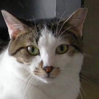 でら！コウくん