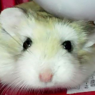 かわいいハムちゃん＊ロボロフスキー