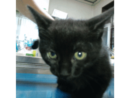 ぶーちゃんふーちゃん姉妹