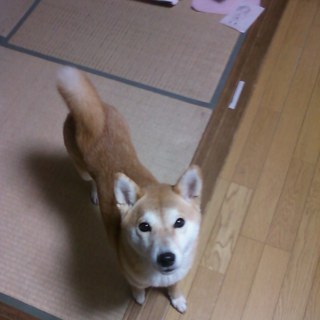 ありがとうございました 福井県 犬の里親募集 15 ペットのおうち 月間利用者150万人