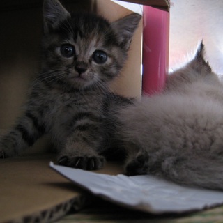 かわいそうな子猫の里親募集！！