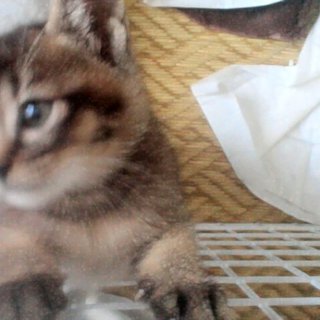 【募集一時停止】【生後二カ月】子猫の里親を探しております。