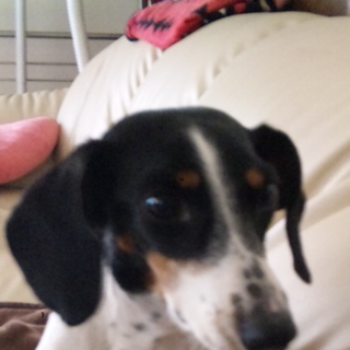 ダックス　ブラックタンパイポールドの女の子です