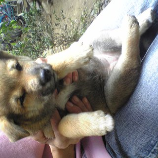 かわいい柴犬です