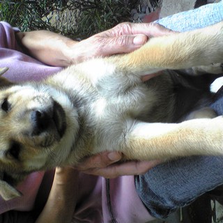 かわいい柴犬です