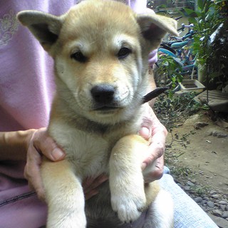 かわいい柴犬です