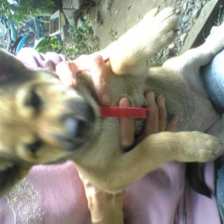 かわいい柴犬です