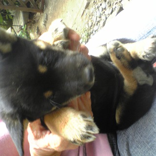 かわいい柴犬です