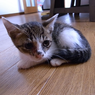 猫ちゃんの飼い主さん募集中！！