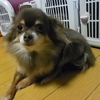 チョコタン里親募集