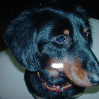 ﾀﾞｯｸｽﾌﾝﾄﾞ♂里親募集　