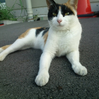 里親様募集です。お願いします。